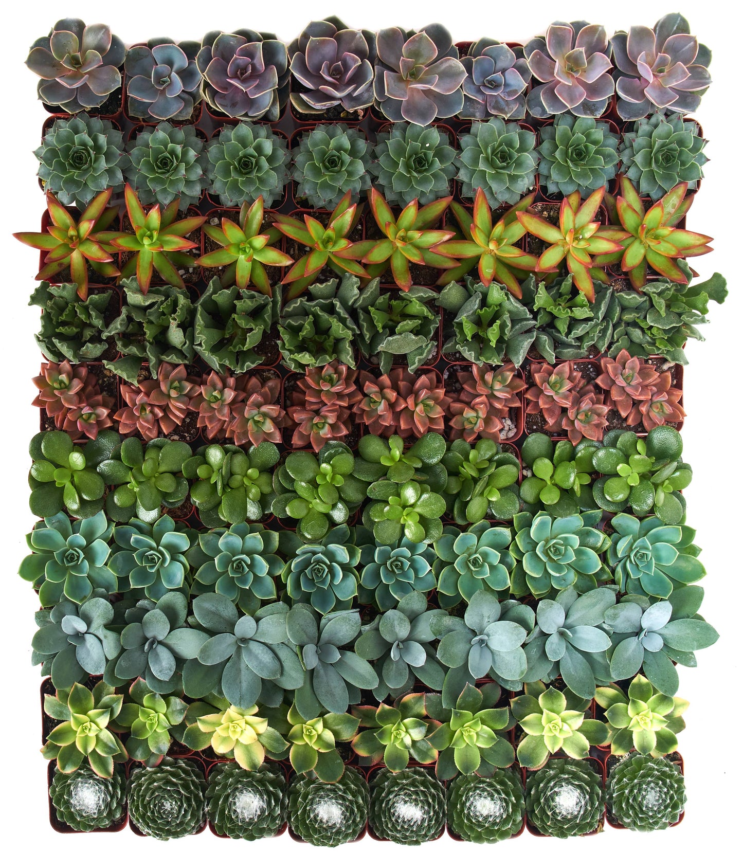 Assorted Mini Bulk Succulent Plants in 2" Grow Pots: 20 Pack
