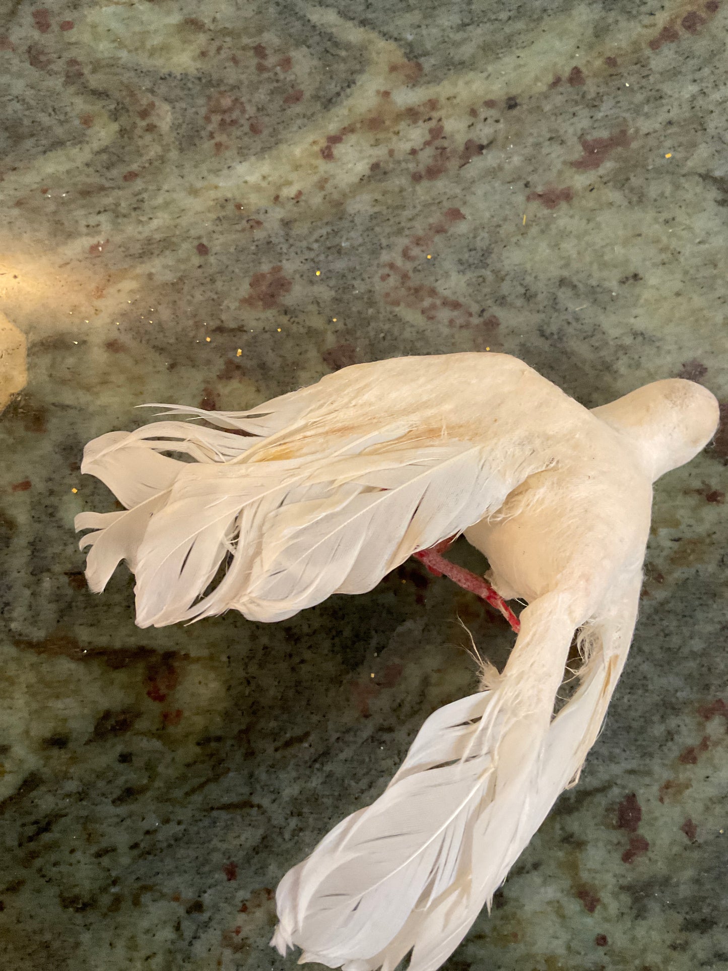 White Bird