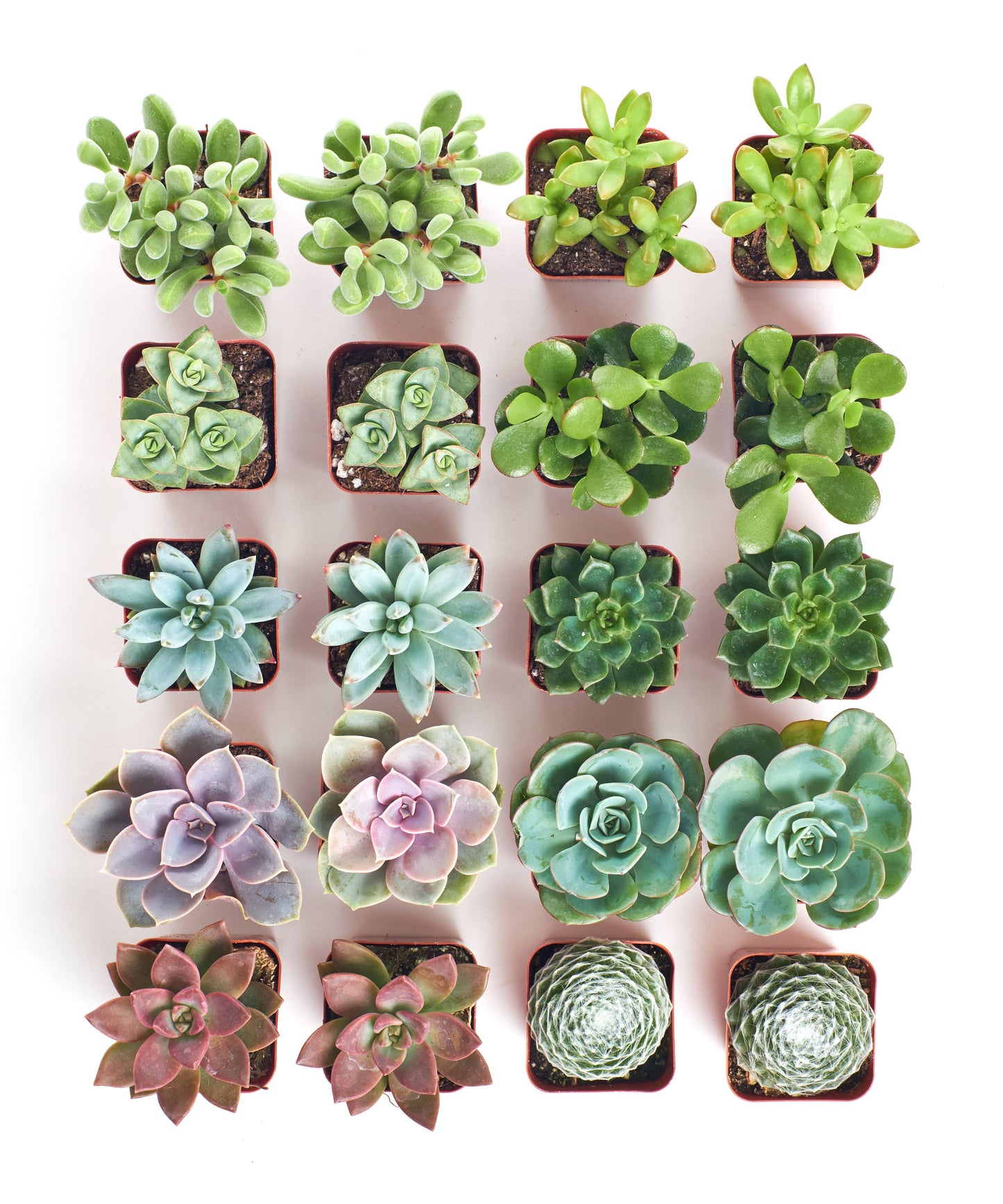 Assorted Mini Bulk Succulent Plants in 2" Grow Pots: 20 Pack