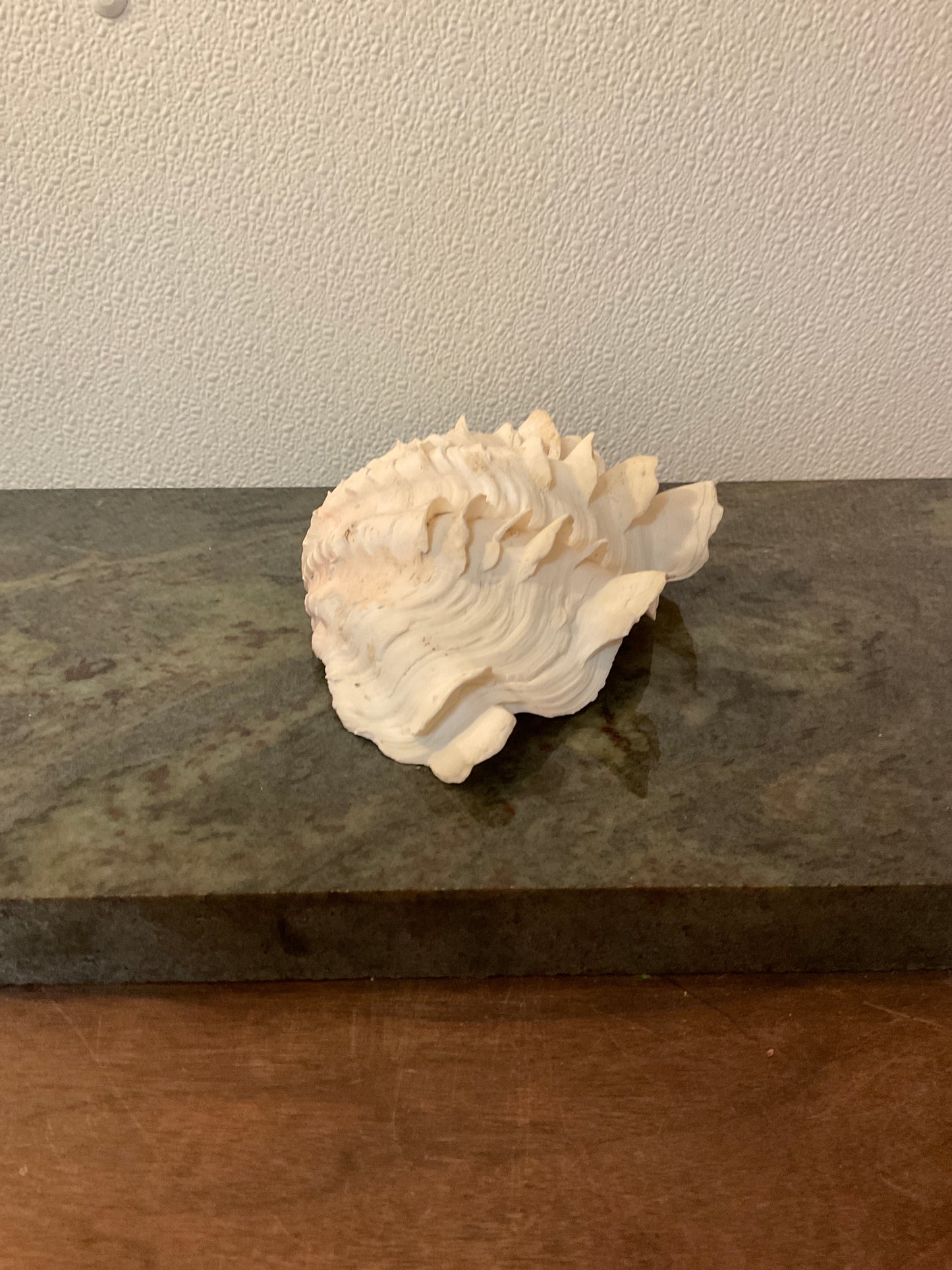 Rare Giant Clam Shell