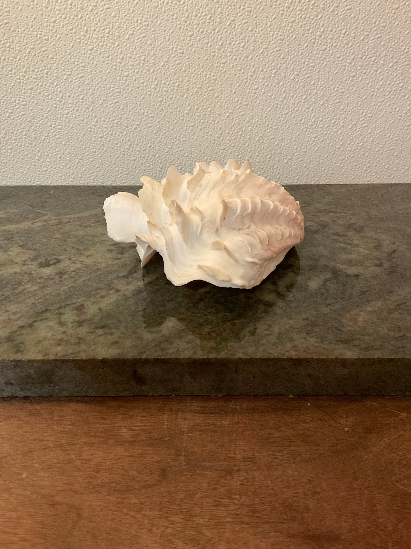 Rare Giant Clam Shell