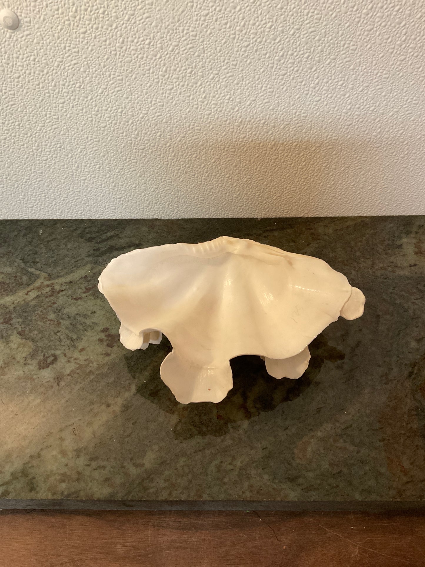 Rare Giant Clam Shell