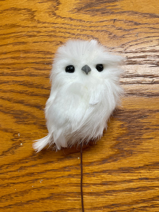 Little White Owl