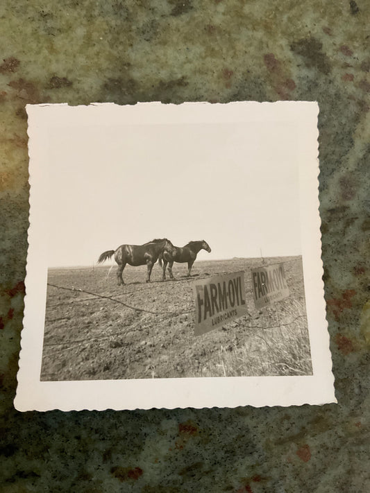 Vintage Photograph