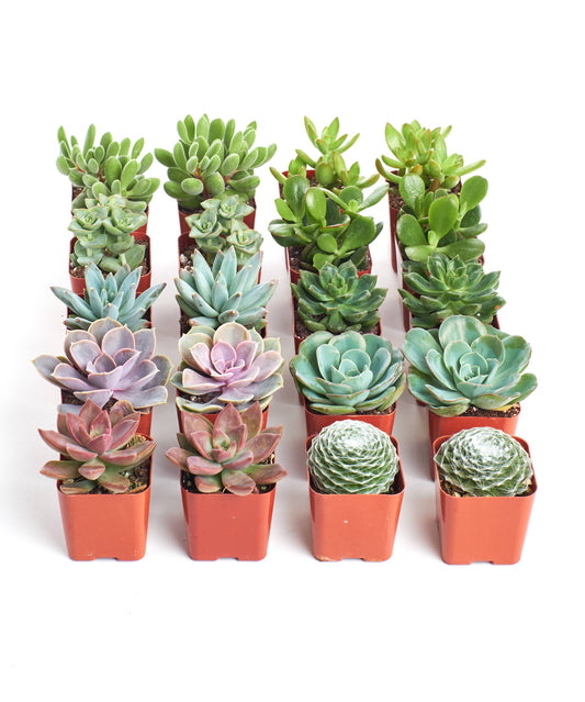 Assorted Mini Bulk Succulent Plants in 2" Grow Pots: 20 Pack