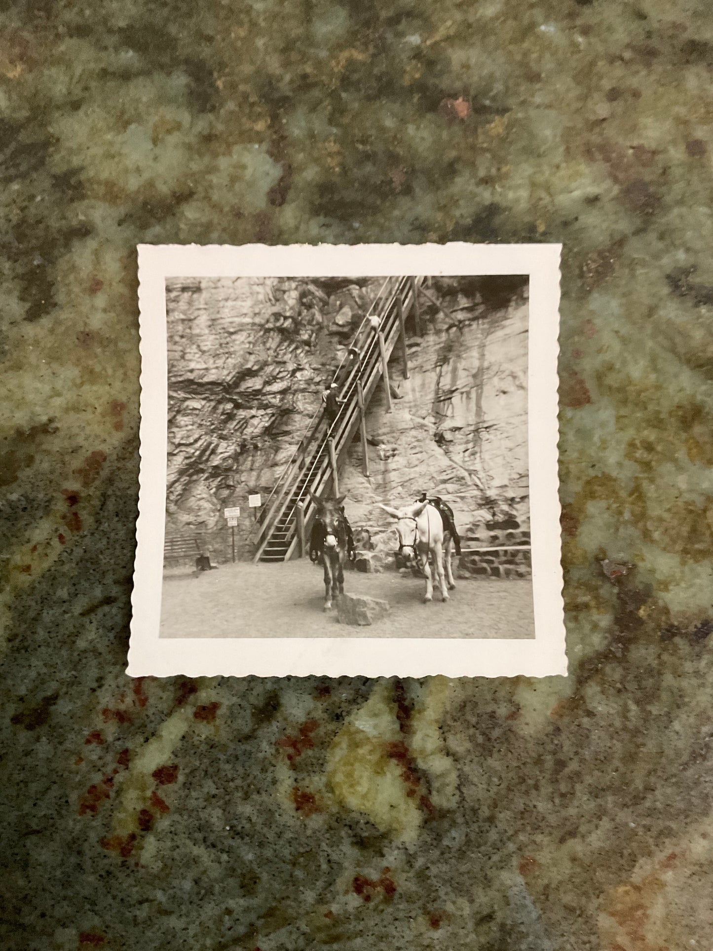 Vintage Photograph