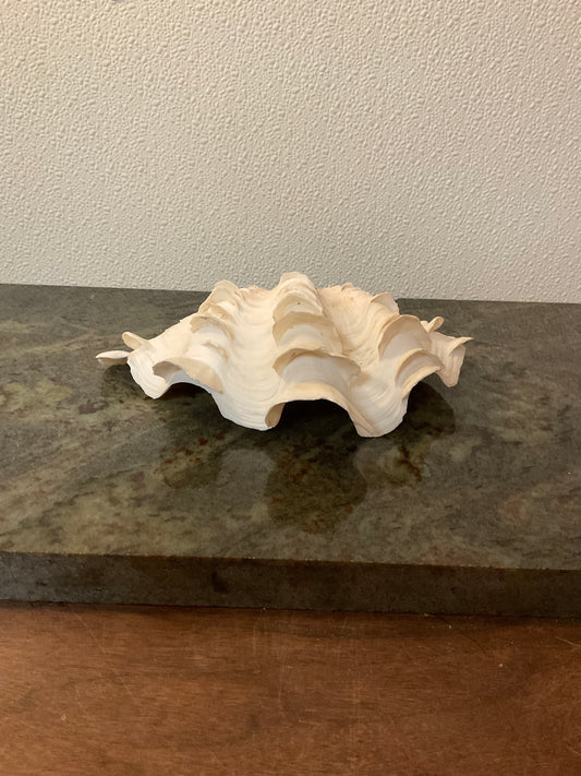 Rare Giant Clam Shell