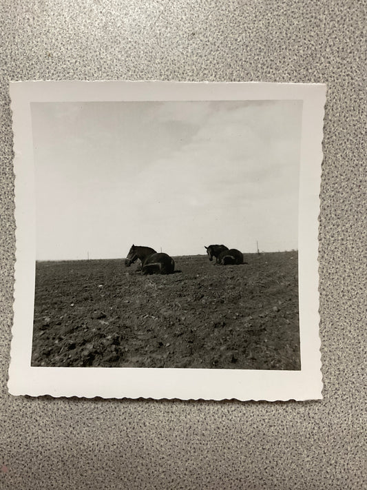 Vintage Photograph