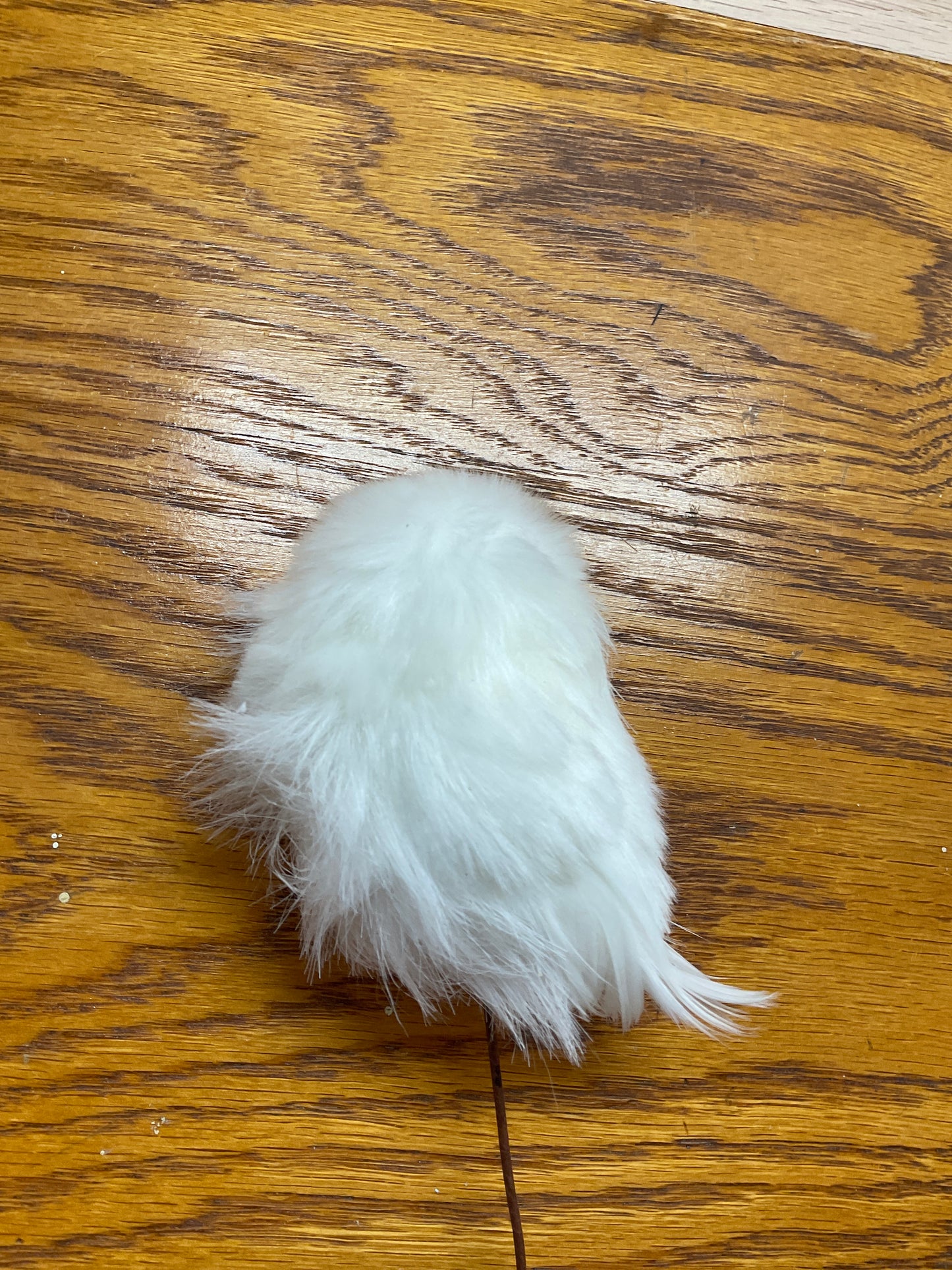 Little White Owl
