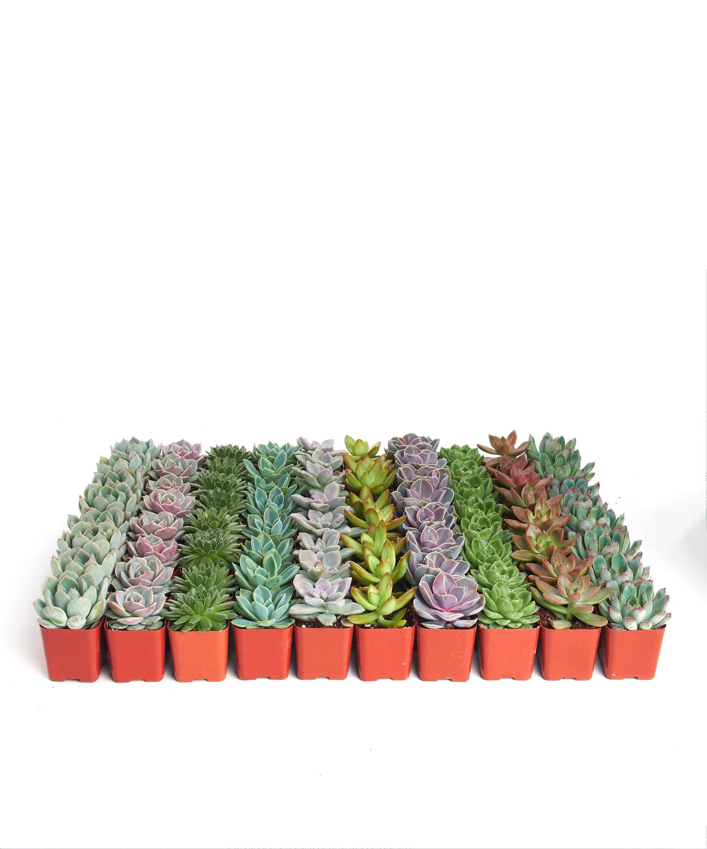 Rosette Mini Bulk Succulent Plants in 2" Grow Pots: 20 Pack