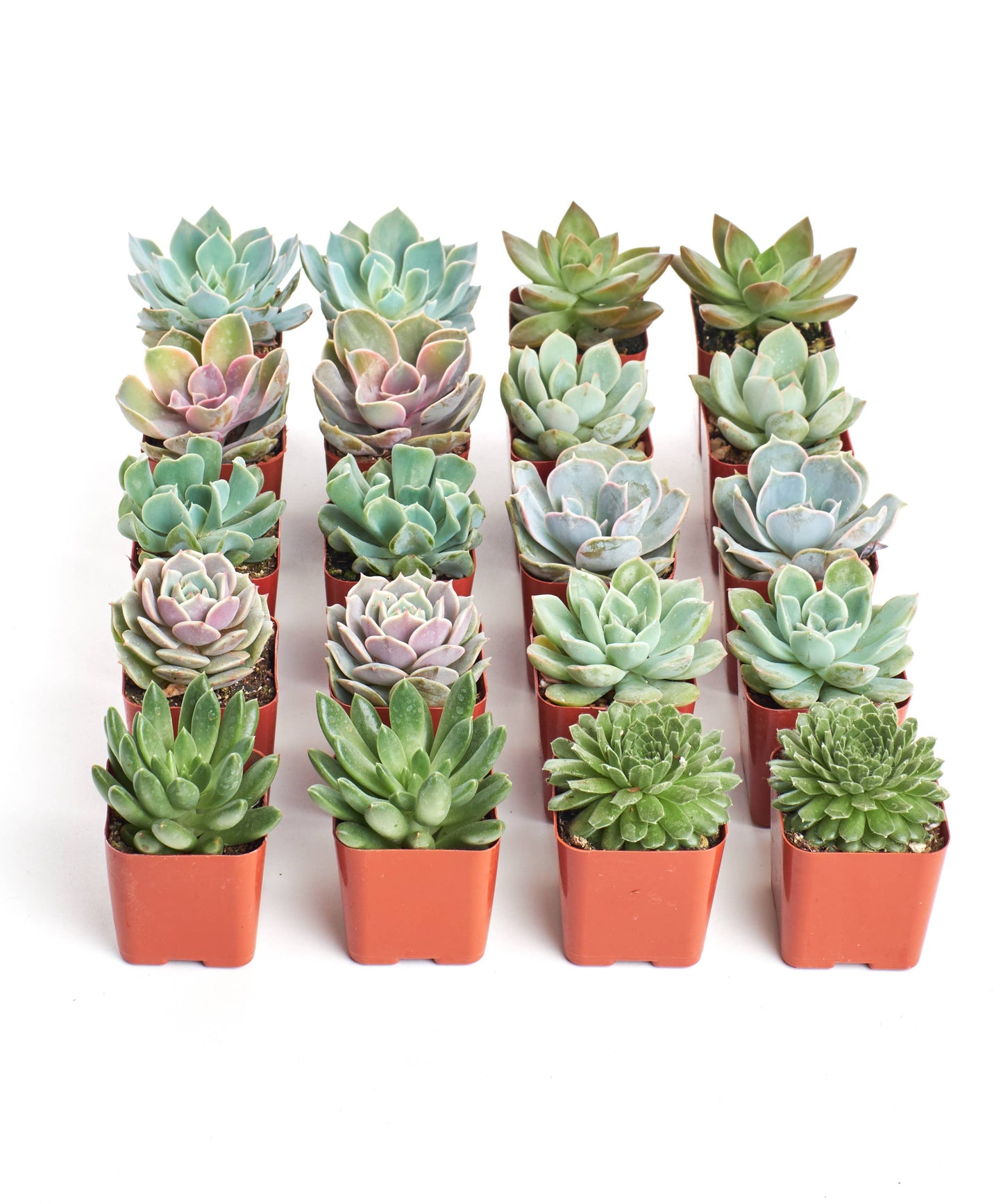 Rosette Mini Bulk Succulent Plants in 2" Grow Pots: 20 Pack