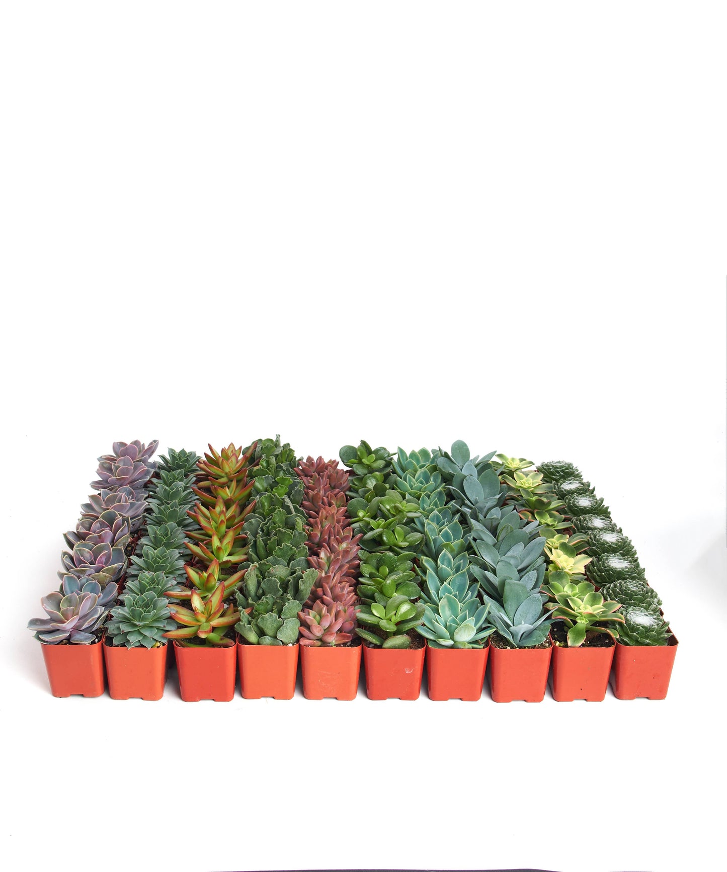 Assorted Mini Bulk Succulent Plants in 2" Grow Pots: 20 Pack