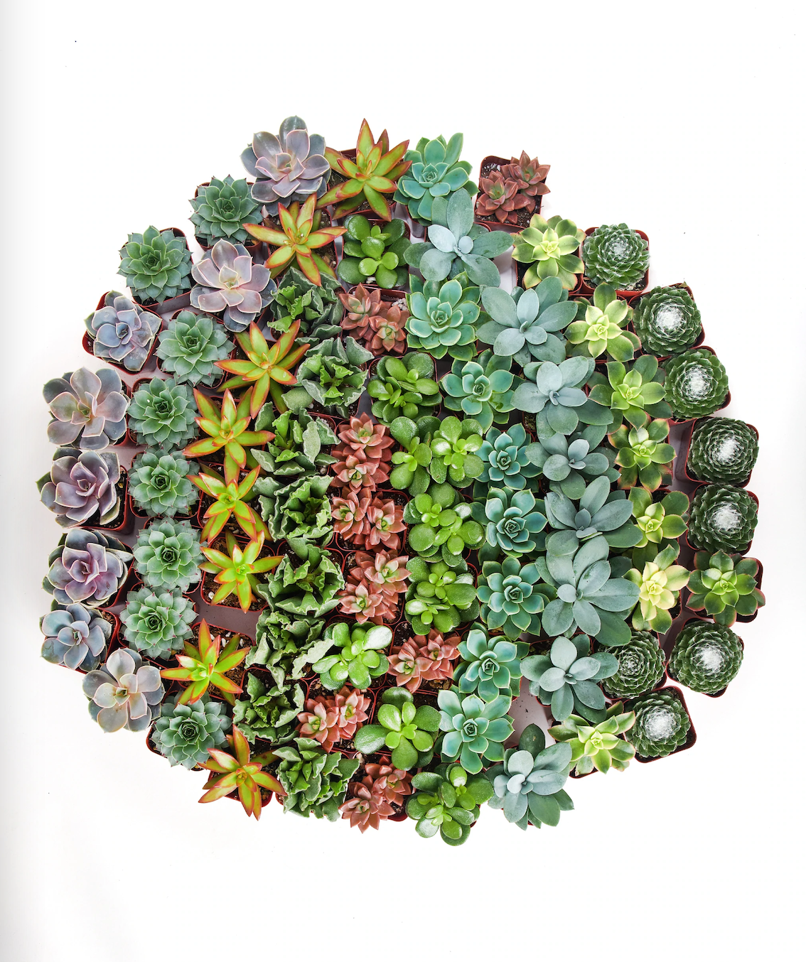 Assorted Mini Bulk Succulent Plants in 2" Grow Pots: 20 Pack