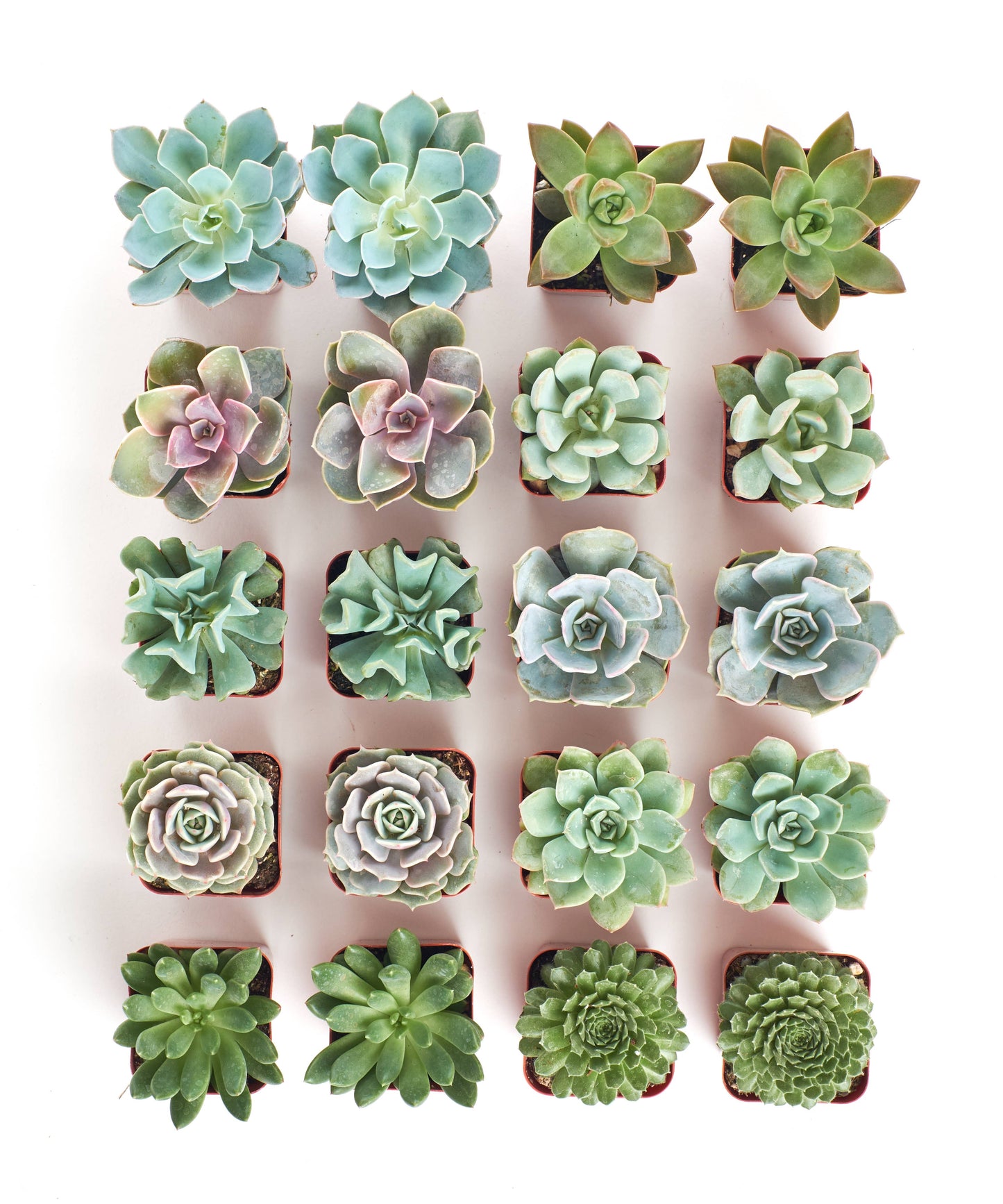 Rosette Mini Bulk Succulent Plants in 2" Grow Pots: 20 Pack